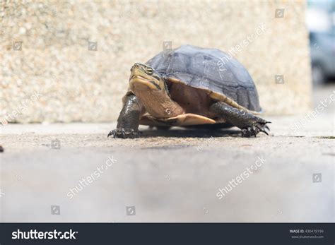 Turtle Walking Stock Photo 430479199 Shutterstock