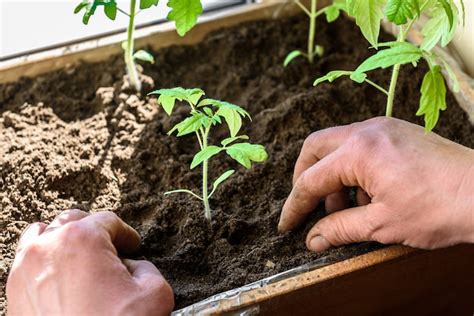 Premium Photo Gardener Hands Planting A Tomatoes Seedling In Soil