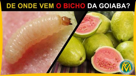 De Onde Vem O BICHO DA GOIABA YouTube