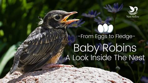 Baby Robins From Eggs To Fledge And Beyond Get A Look In The Nest