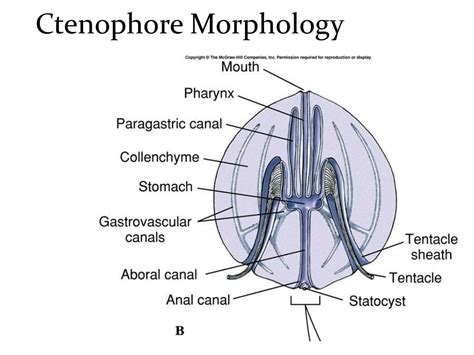 PPT - Phylum Coelenterata (Cnidaria & Ctenophora) PowerPoint Presentation - ID:9208555