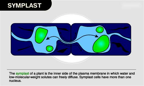 Understanding Symplast - The Living Part of the Plant Tissue | Testbook.com