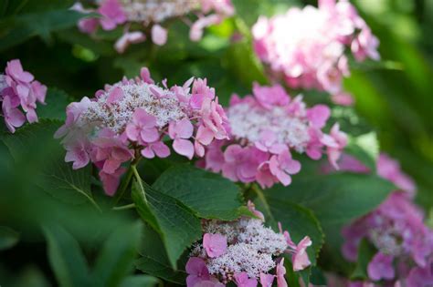 How To Prune Hydrangeas