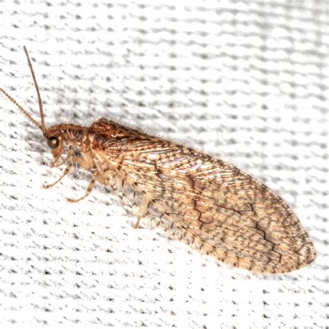 Brown Lacewing Micromus Posticus Bugguide