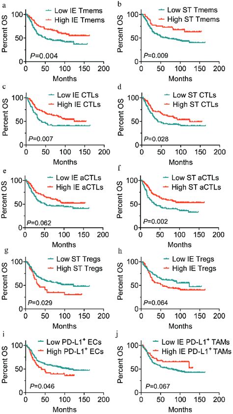 Immune Cell Infiltration In Intraepithelial And Stromal Regions