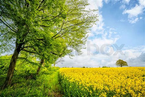 Outdoors Floral Landschaft Stock Bild Colourbox