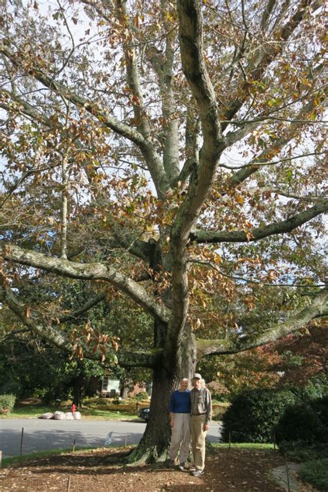 Southern Red Oak 3 Charlottesville Area Tree Stewards