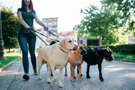 O Que é Pet Sitter E Dog Walker Central Pet