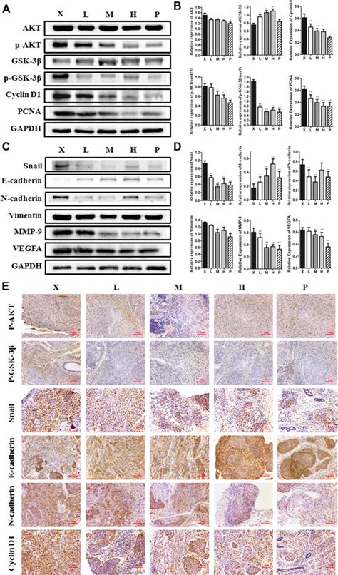 Frontiers Biejiajian Pill Inhibits Carcinogenesis And Metastasis Via