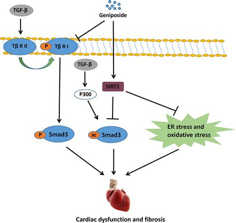 Frontiers Geniposide Alleviates Isoproterenol Induced Cardiac