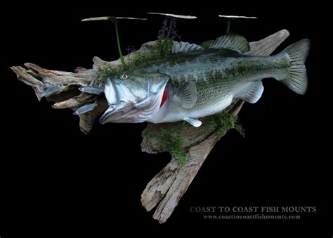 Largemouth Bass Fish Mount Replica