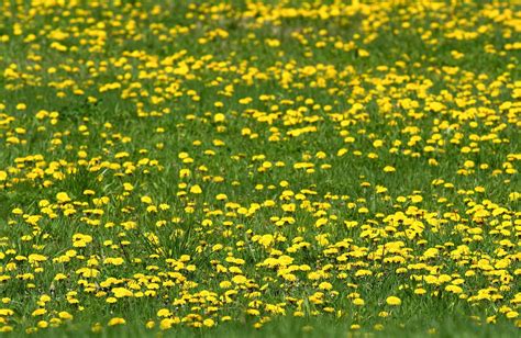 Dandelion Field 1 Free Photo Download | FreeImages