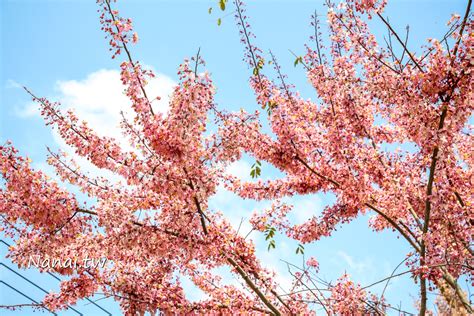 彰化二水如何玩六個景點美食玩一日，花旗木鐵道、在地小吃、蒸汽火車頭 Nana愛旅行札記