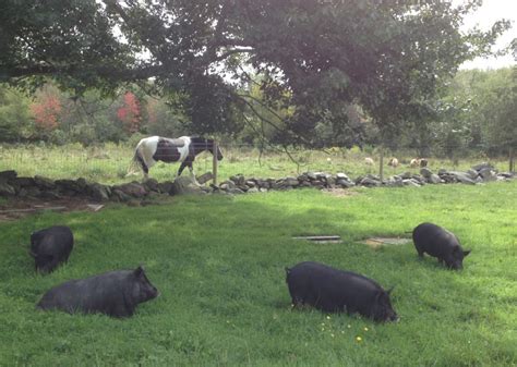 Heritage Hogs Rosasharn Farm