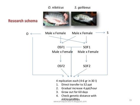 3rd seminar hybrid tilapia