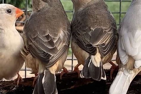 Full Orange Zebra Finch Mutation