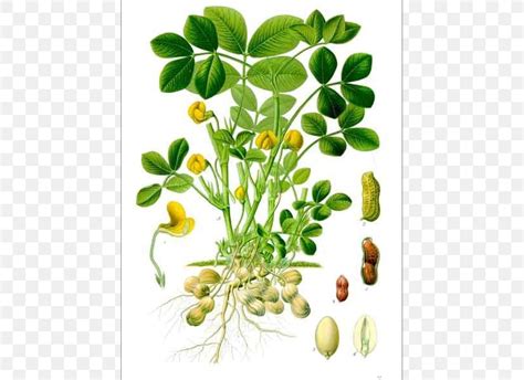 K Hler S Medicinal Plants Peanut Botany Biological Life Cycle Png