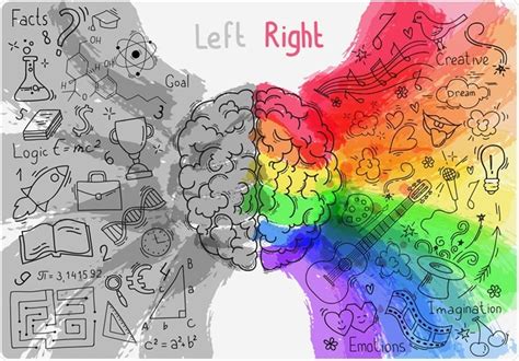 Lefthandedness genes change the way the brain develops