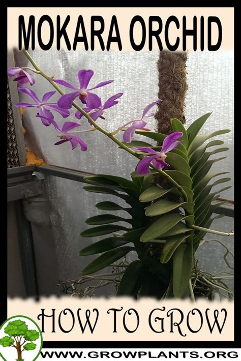 Mokara Orchid How To Grow Care