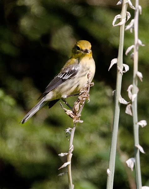 Blackburnian Warbler An Immature Female Blackburnian Warbl B Van