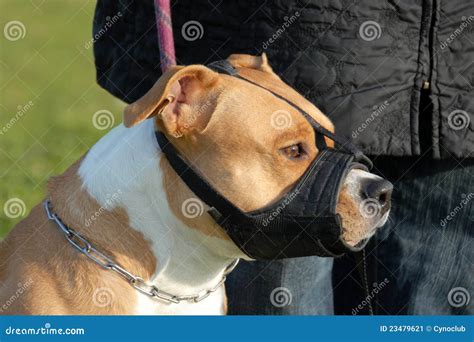 Cane E Museruola Immagine Stock Immagine Di Pericoloso