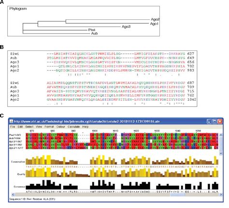 Figure From Sequence Alignment And Homology Search With Blast And