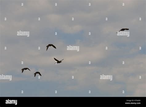 Flying ducks hi-res stock photography and images - Alamy