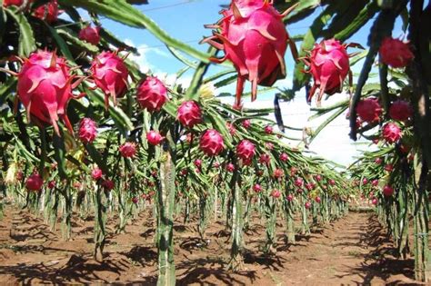 Mudas De Pitaya Vermelha Ou Cm R Em Mercado Livre