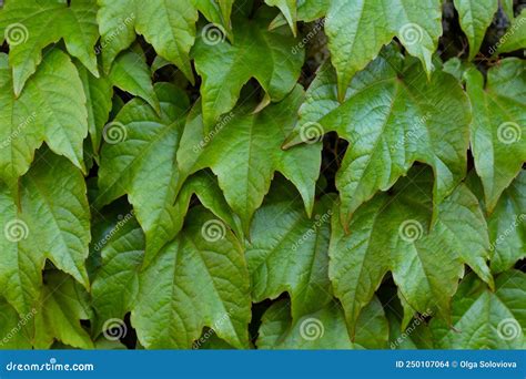 Green Ivy Leaves Wall Background Close Up Shot With Ivy Leaves Floral