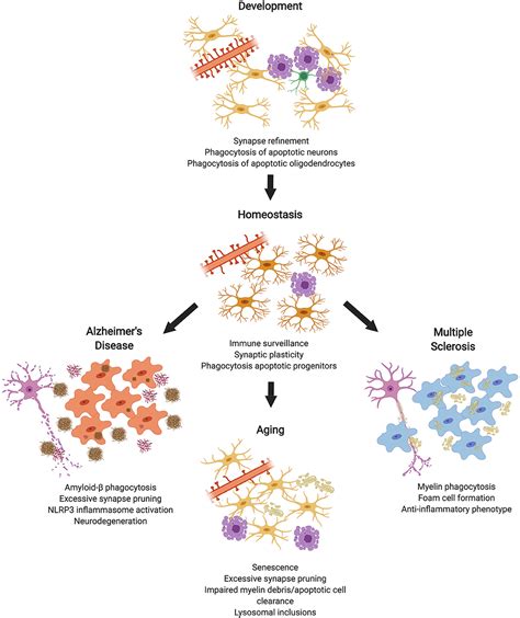 Frontiers Corrigendum Phagocytosis In The Brain Homeostasis And Disease