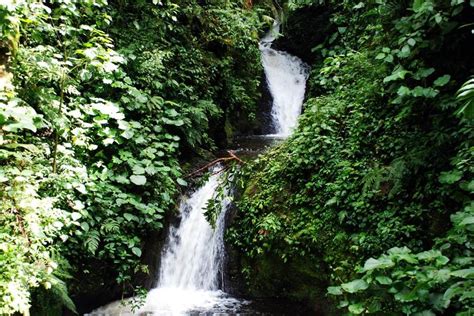 Bird Watching Tour Monteverde Costa Rica