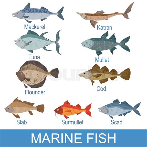 Marine Fish Identification Slate With Names | Stock vector | Colourbox