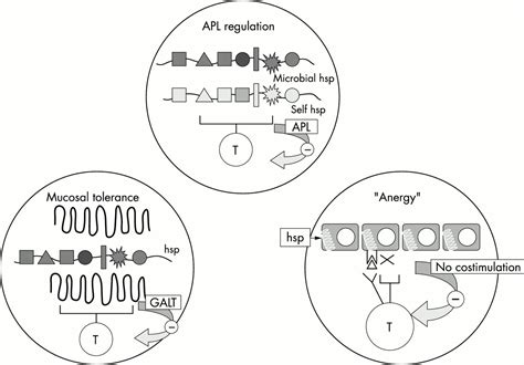 balancing  immune system    annals   rheumatic diseases