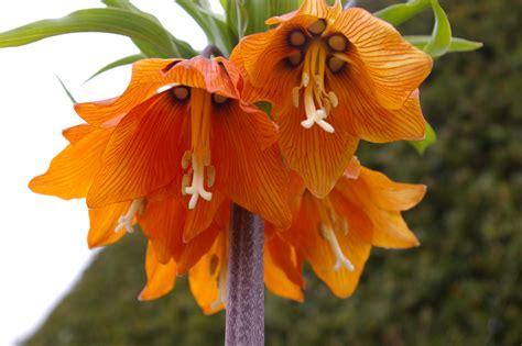 Fritillaria Imperialis - Pentax User Photo Gallery