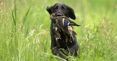 The Best Animals To Hunt For Beginners, Ranked By Hunters