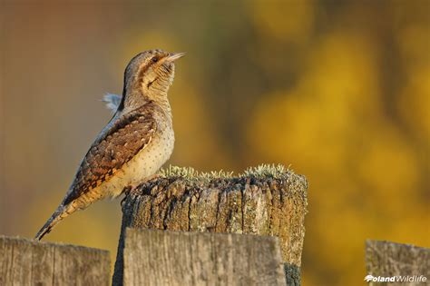 Ptaki wiosenne - Poland WildLife - Kutno