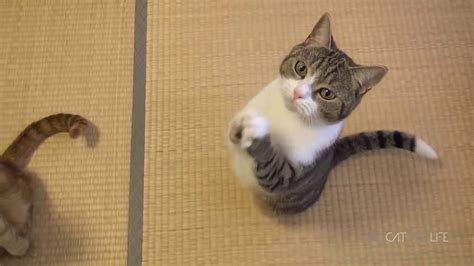 Funny Cats That Make You Laugh Out Loud Youtube