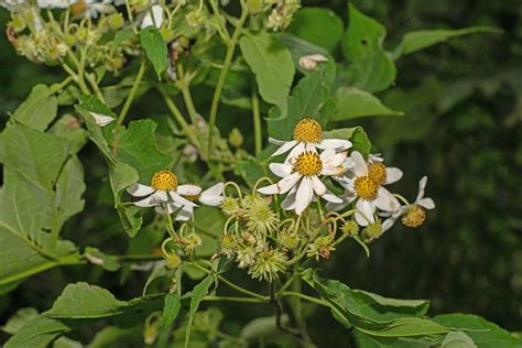 Montanoa Hibiscifolia Asteraceae Image At Phytoimages Siu Edu