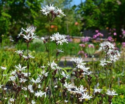 Wassergärtnerei Lychnis flos cuculi White Robin Kuckucks