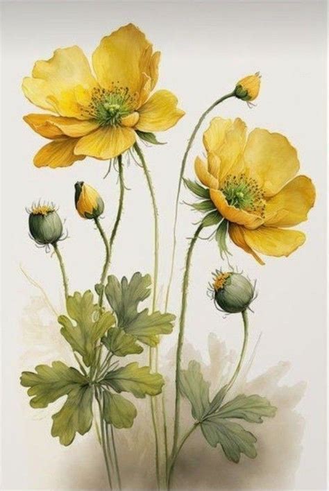 Pin By Sylvia Anita 1968 On VALERIE Watercolor Flower Art Flower