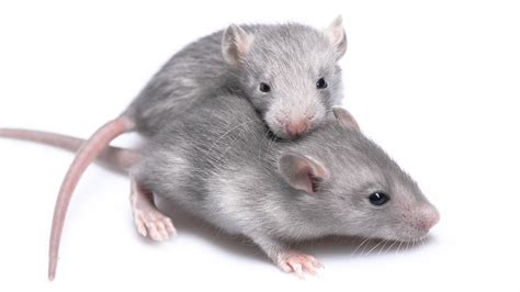 Gut Bacteria May Contribute To Autism Symptoms Mouse Study Finds