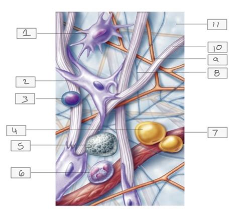 Areolar Tissue Diagram Flashcards | Quizlet