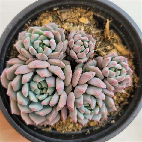 Echeveria Crissy And Ryan 101 DK Succulents Korea Rare Korean Succulents