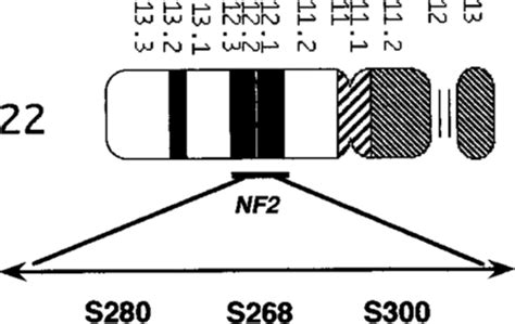 Neurofibromatosis Type 2 Chromosome 22