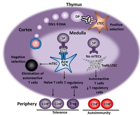 IJMS Free Full Text Medullary Thymic Epithelial Cells And Central