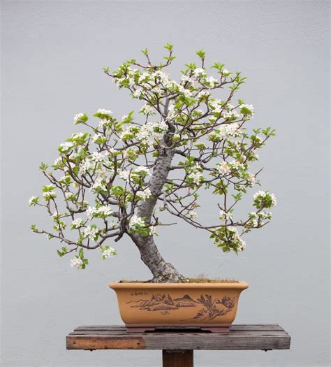 27 Best Magnolia Bonsai Tree Pictures Balcony Garden Web