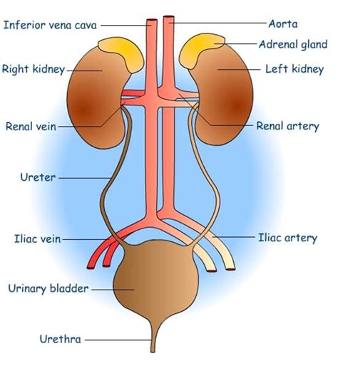 Diagram And Function Of The Excretory System Excretory Syste