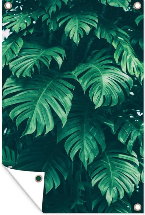 Muurdecoratie Monstera Bladeren Planten Jungle Natuur X