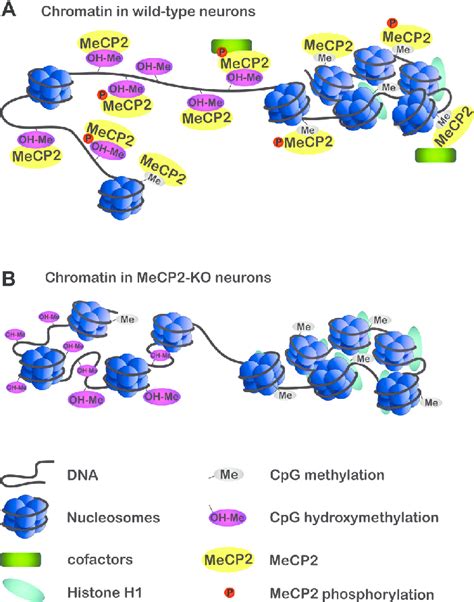 Schematic Representation Of MeCP2 Binding To Neuronal Chromatin A