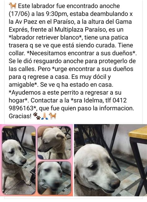 On Twitter Rt Perrousuario Extraviado Busca A Su Familia